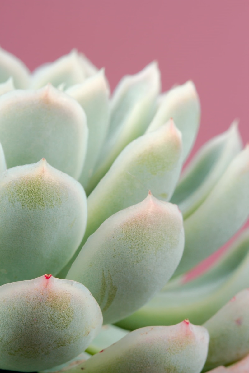 plants, nature, photo, leaf, green, flower, 1080P, flower Head, close, cactus, succulent Plant, botany, plant, close-up