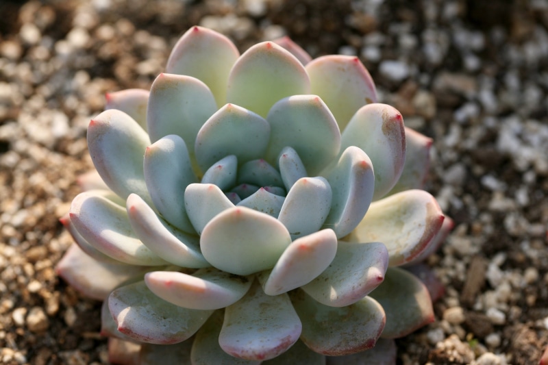 rock, green, plants, outdoors, succulent plant, affix, makro, land, selective, greenhouse, close-up, solid, a fleshy plant, potted plant, focus, nature