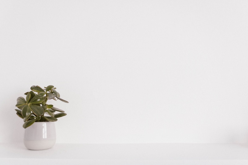 4K, flora, copy space, bunch of flowers, design, close-up, ceramic, potted, two objects, white, flower head, white background, medicine, nature, no people