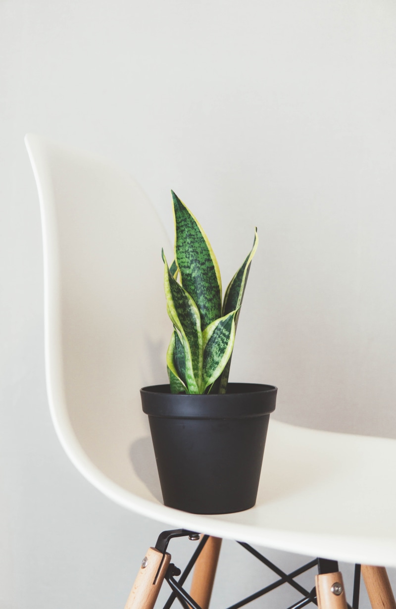 table, potted plant, green, freshness, white, home, green color, snake, chair, eames, no people, design, graphicdesign, houseplant, black, potted