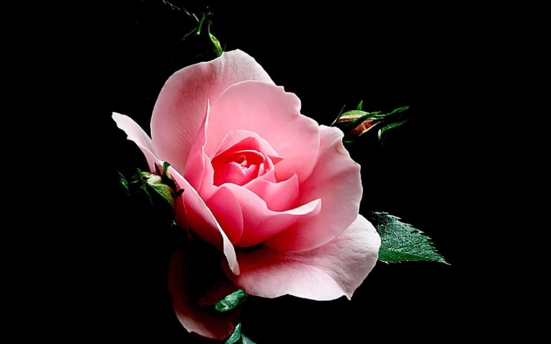 nature, backgrounds, rose - Flower, bud, pink, flower, decoration, plant, freshness, beauty, flowering plant, rose, flower Head, summer, petals, romance