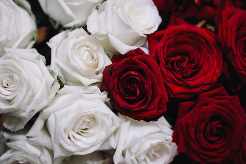 plant, bunch of flowers, red, flowering plant, 4K, love, Poland, vulnerability, Red Roses, White, flowers, roses, fragility, nature, no people, white color