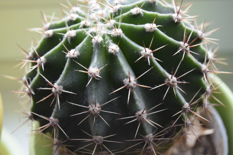 outdoors, trees, warning sign, natural pattern, growth, plant, sign, barrel cactus, selective focus, day, focus on foreground, close-up, green, cactus