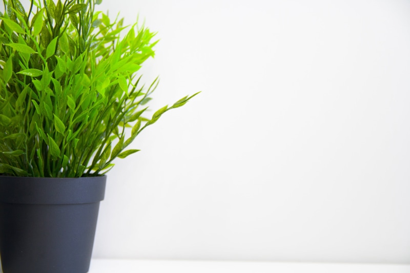 4K, day, freshness, growth, white, cut out, green, potted plant, flower pot, leaf, plant part, herb, no people, indoors, food and drink, plant, flower