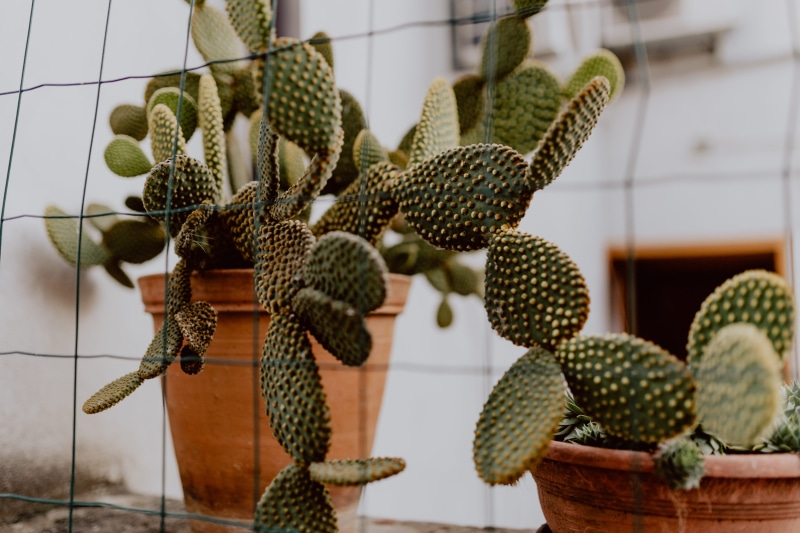 creativity, ceramic pot, hanging, day, growth, opuntia, indoors, natural pattern, nature, ceramic, Prickly pear, art and craft, no people, succulent plant