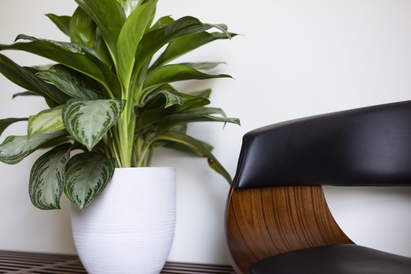 advertising, growth, nature, clean, 5K, interior, plant part, green color, home, green, pot, food and drink, white, near, ceramic, black color, office