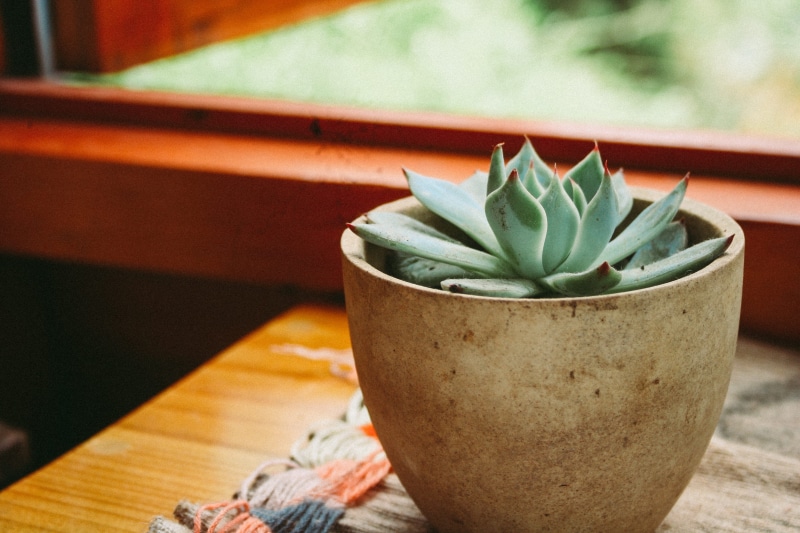 close-up, potted plant, shallow, window, freshness, succulent, food and drink, indoors, nature, day, cactus, table, no people, succulent plant, focus on foreground