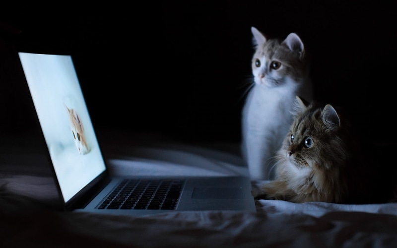furniture, small, pets, dark, cute, young Animal, tired, curiosity, watching, paw, sleeping, communication, cat, pro, lying Down, laptop, indoors, beautiful