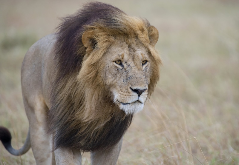 WILDLIFE, MARSH PRIDE, mammal, feline, selective, MASAI MARA, photography, savannah, serengeti National Park, 2K, KENYA  AFRICA, EAST AFRICA, animals In The Wild