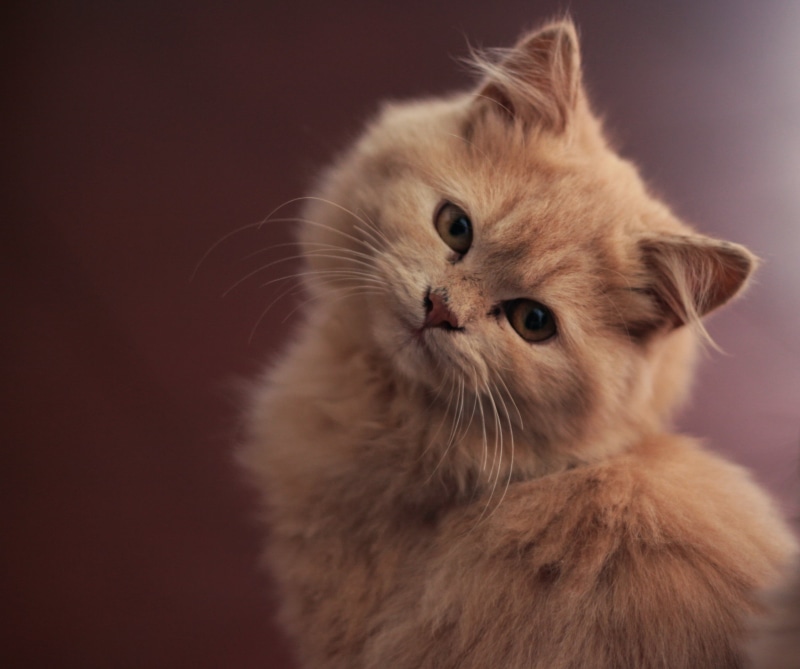 domestic Cat, focus, cute, pets, medium, domestic Animals, animal, mammal, looking, photography, feline, 1080P, orange, kitten, fur, young Animal, cat