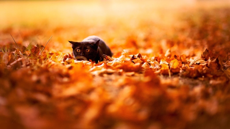 pets, animal, change, leaf, yellow, looking, small, black cats, nature, undomesticated Cat, 1080P, dry, brown, mammal, cute, selective focus, land, fur