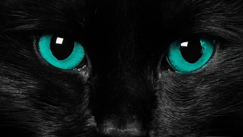 whisker, domestic Cat, vertebrate, one animal, black cat, black Color, eyes, staring, cute, haired, nature, animal, eye, backgrounds, animal head, full frame