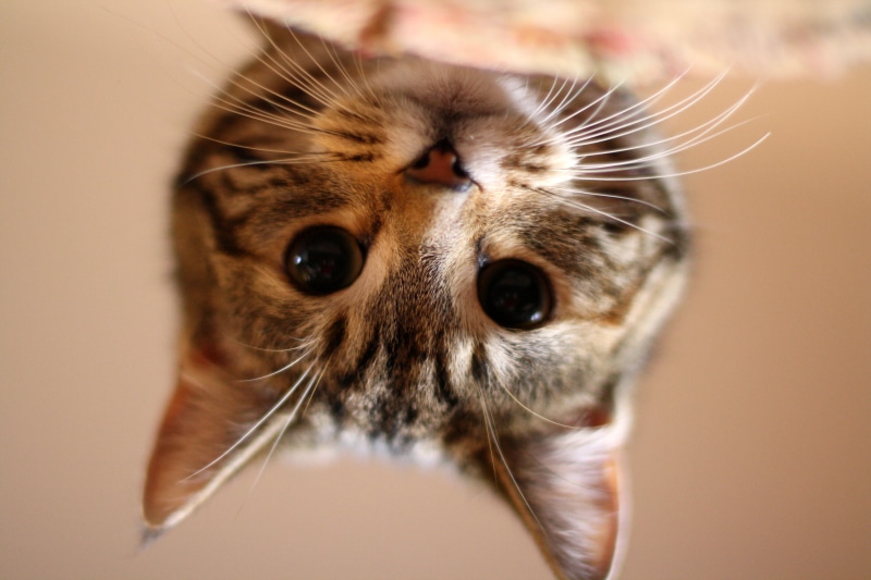whisker, rosie, cat, cute, tabby, feline, kitten, brown tabby, fur, pets, domestic Cat, photography, tilt-shift photography, tilt, brown, There you are