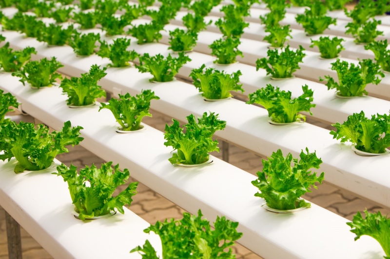 order, cucumber, plant part, green color, nature, parsley, high angle view, fresh, farming, healthy eating, plant, selective focus, growing, no people