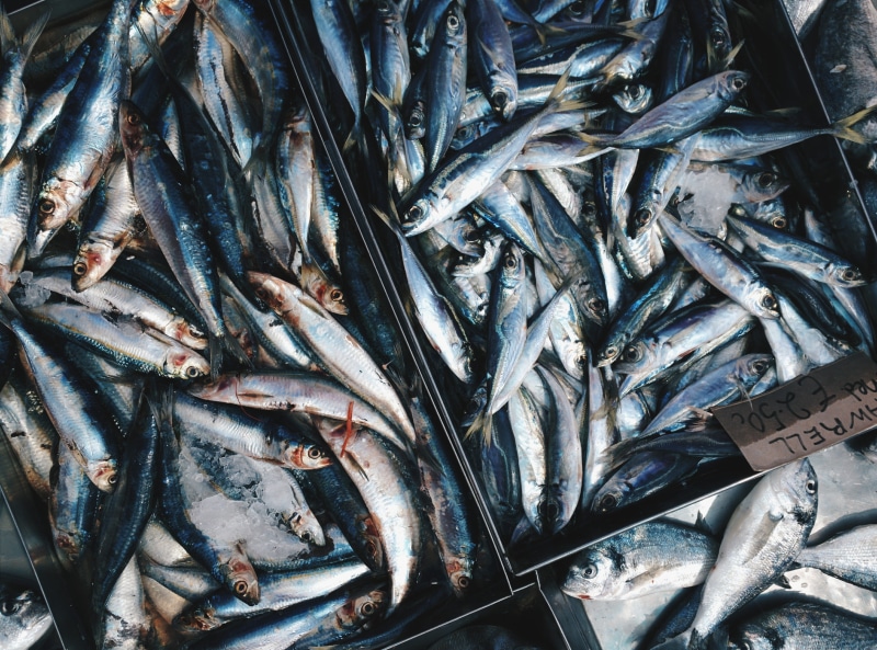 fish market, freshness, no people, fishing Industry, blue, food And Drink, ice, sea, top view, fresh, mackerells, full frame, retail display, market, food