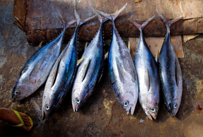 close-up, vertebrate, market, food and drink, high angle view, wellbeing, meal, raw Food, meat, day, fishing, fish, healthy eating, seafood, large group of objects
