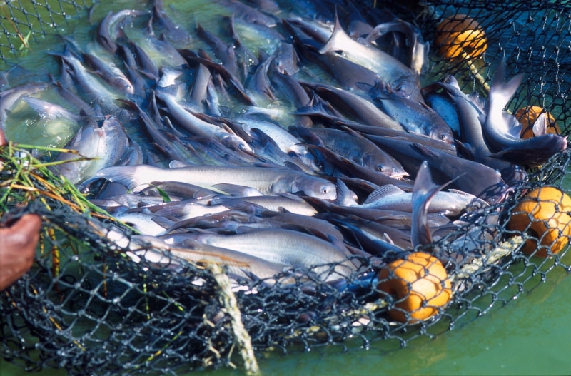 nutrition, cuisine, fishing net, large group of objects, large group of animals, fishing Industry, blue, tasty, raw Food, outdoors, sea, raw, Catfish, prepared Fish