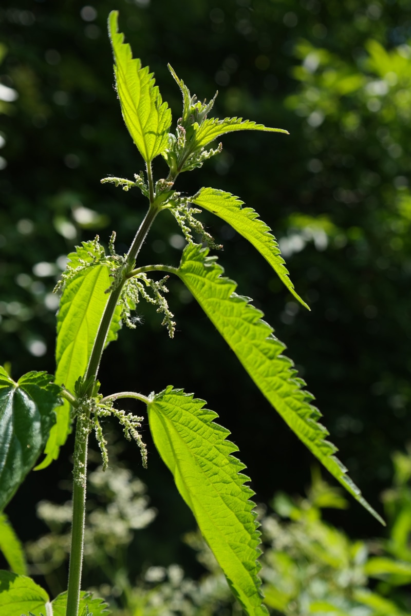 Leaves, faserpflanze, histamine, leaf, burn, no people, tree, painful, selective focus, land, burning liquid, sunlight, agriculture, plant, lanceolate