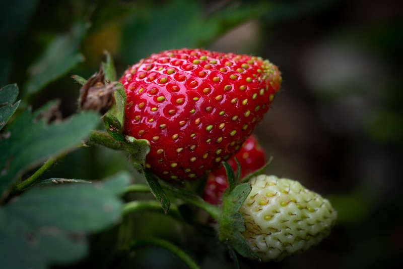 fruit, healthy, berries, plant, nutrition, raw, food and drink, green color, flower, food, growth, close up, of course, 2K, edible, in the garden, ripe
