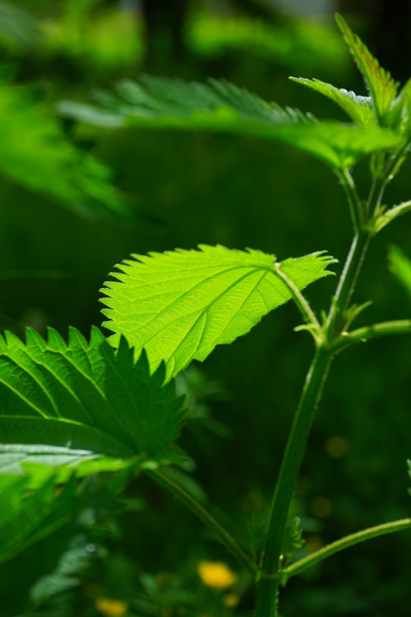 nettle stings, shades of green, nettle hair, urtica dioica, vulnerability, nature, pink, true leaves, Hair, stalked, lanceolate, medicinal plant, plant part