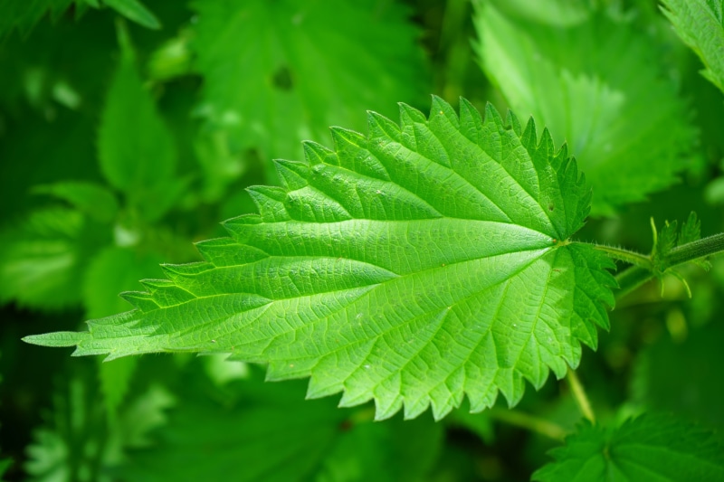 light green, foliage, focus on foreground, nettle hair, shine through, lanceolate, no people, burn, toxic, toothed, urticaceae, leaf, protection mechanism