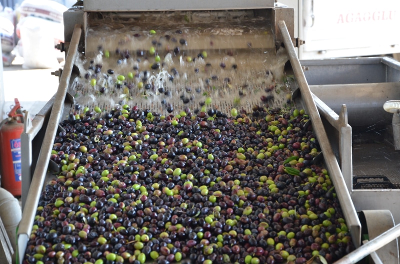 no people, washing, 2K, olive washing machine, olive oil production, container, food, Olive, wellbeing, day, winemaking, abundance, fruit, food and drink