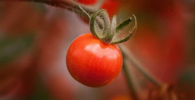 1080P, cherry, close, garden, leaf, agriculture, selective focus, nature, focus on foreground, fruit, growth, tomato, vitamins, food and drink, plant part