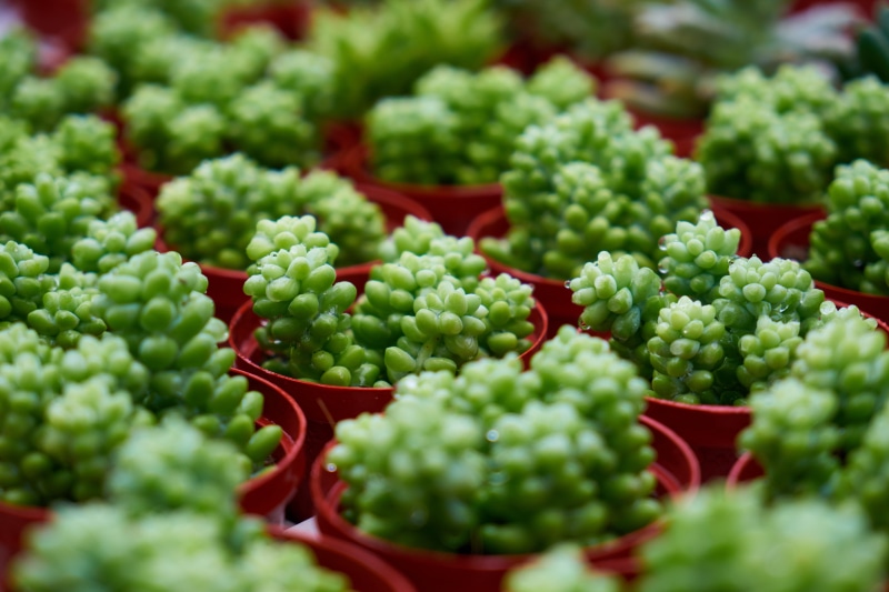 foliage plant, vegetable, retail, freshness, in a row, food, healthy eating, flowers, day, plant, container, agriculture, selective focus, green, large group of objects
