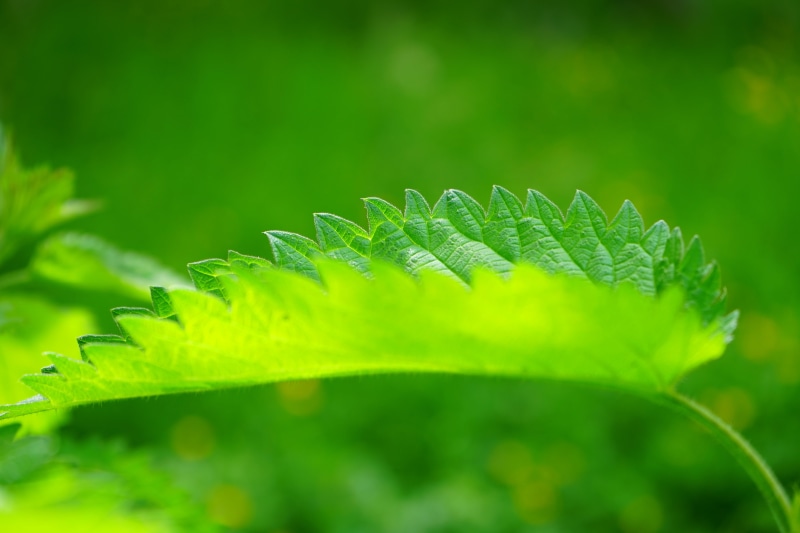 green Color, weed, selective focus, lanceolate, shine through, protection mechanism, vulnerability, burning liquid, light, stipules, growth, nature, no people