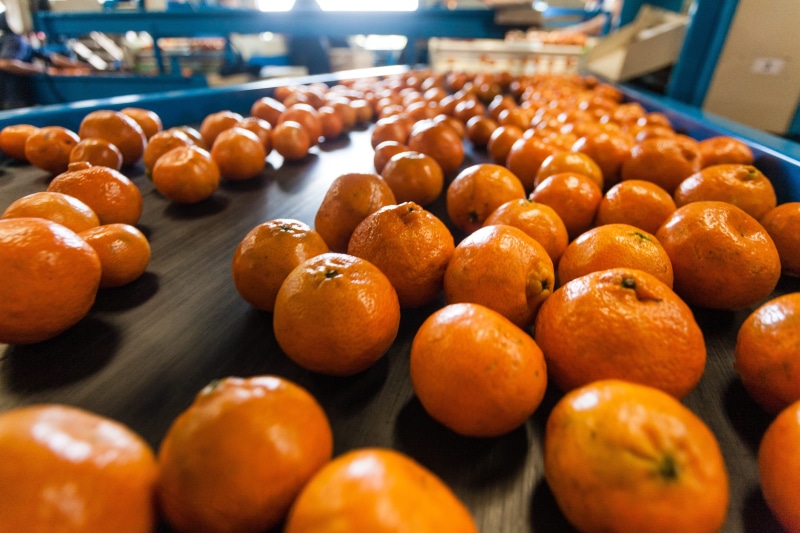 packing, production line, business, fruit, orange color, large group of objects, food and drink industry, japanese food, close-up, work, 4K, no people