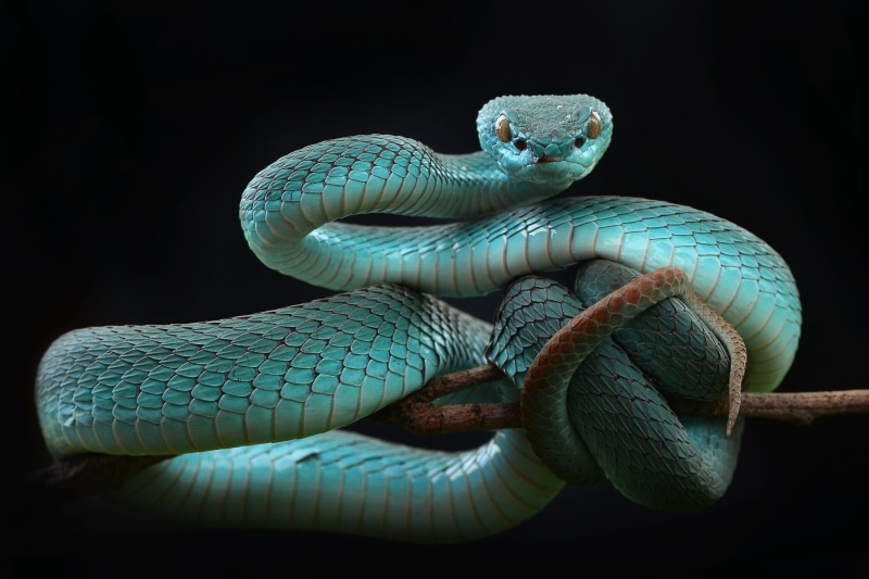 animals, 1080P, animals in captivity, indoors, reptile, animal body part, animal themes, iguana, no people, animal head, reptiles, animal wildlife, studio shot