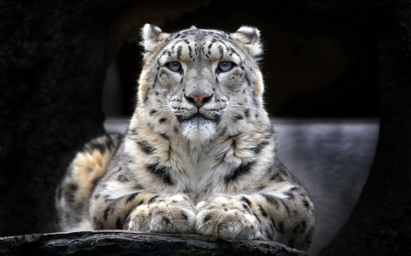 vertebrate, black, nature, no people, one animal, black background, close-up, 1080P, mammal, rock - object, feline, animals in captivity, big cat, white