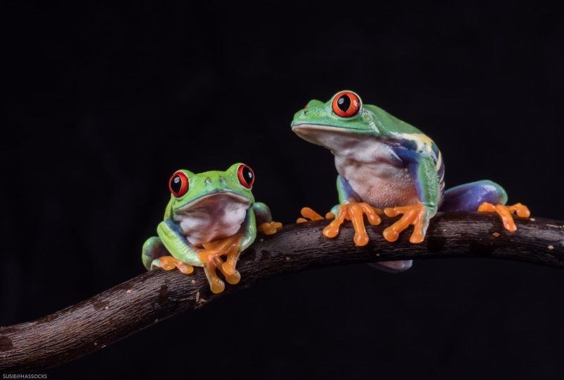 branch, 60mm, F2.8, frog, Twos company, animal, 1080P, wildlife, Bournemouth, looking, amphibian, tree Frog, Agalychnis callidryas, flash, two, Red eyed tree frog