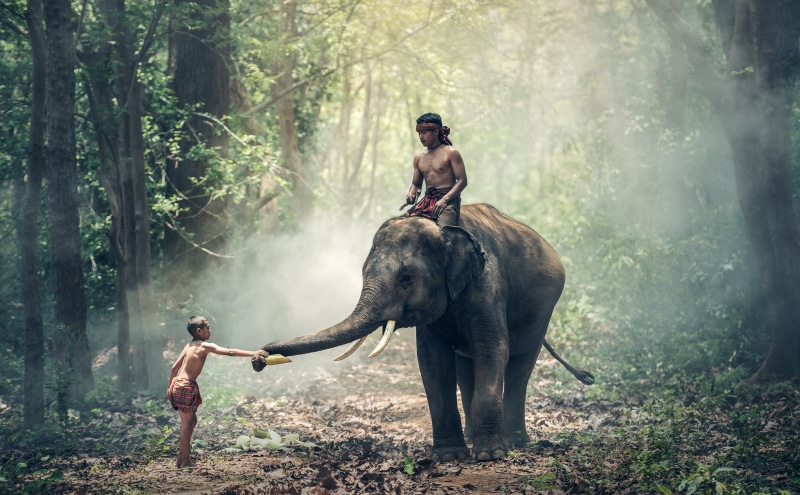 Forest, mammal, Large, Vacation, Carrying, child, plant, tourism, 5K, animal wildlife, Tropical, males, tree, Jungle, Rainforest, men, land, adult, black