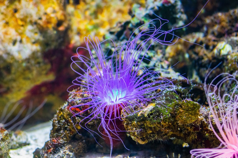 sea, coral, coral reef, 5K, animal, invertebrate, undersea, aquatic, creature, ocean, swimming, fish, underwater, sea anemone, sponge animal, reef, sealife