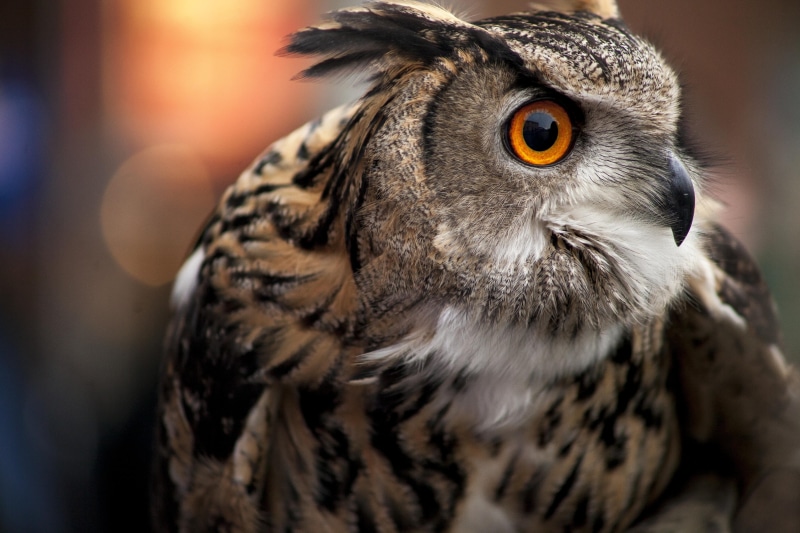 looking, 5K, cool, bird of Prey, nature, black, black Owl, eyes, eagle Owl, feather, animal, orange, bristol  england, Birds, Animals, bird, brown, wildlife