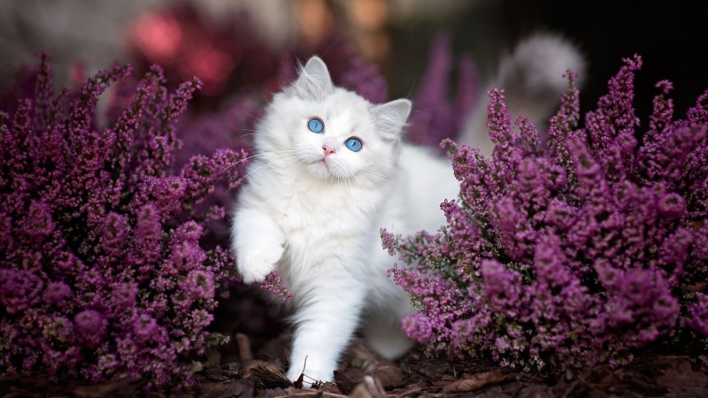 purple flowers, blossom, 1080P, ragdoll, blue eyes, kitten, cat, flower, plant, white cat, whiskers, mammal