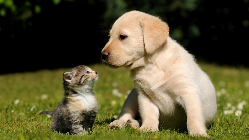 cat, labrador retriever, 4K, dog breed, grass, kitty, puppy, whiskers, retriever, dog, cute, kitten