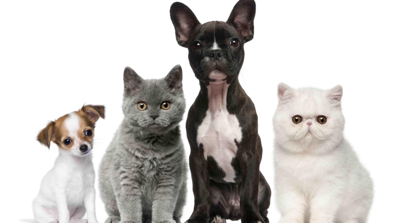 cat, dogs, kitten, cute, cats, puppy, whiskers, 8K, dog breed