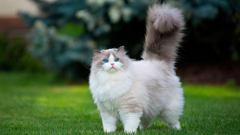feline, one animal, fluffy cat, cat, fluffy, kitten, hair, animal head, longhair cat, animal, young animal, whiskers, portrait, animal hair, domestic, focus on foreground