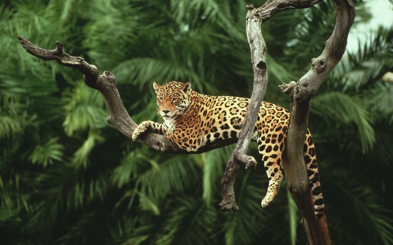 day, feline, plant, cheetah, leopard, outdoors, animals in the wild, mammal, animal, focus on foreground, animal themes, big cat, carnivora, vertebrate