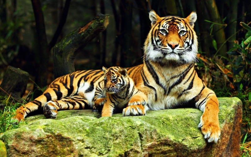 tree, brown, undomesticated cat, big cats, whisker, nature, big cat, cat, animal wildlife, no people, animals, baby animals, tiger, relaxation, 1080P
