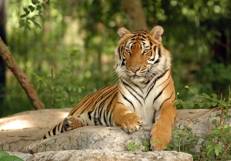 one animal, 5K, zoo, carnivora, animal, feline, cat, focus on foreground, tree, vertebrate, striped, no people, mammal, tiger, animals, bengal, animal themes
