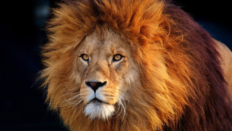 eye, masai lion, hair, head, mane, close up, terrestrial animal, whiskers, lion, wildlife, mammal, snout, fur, 5K, big cats