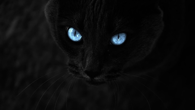 animals, domestic animals, cat, whisker, portrait, pets, black, black background, looking at camera, feline, blue eyes, close-up, domestic cat, domestic