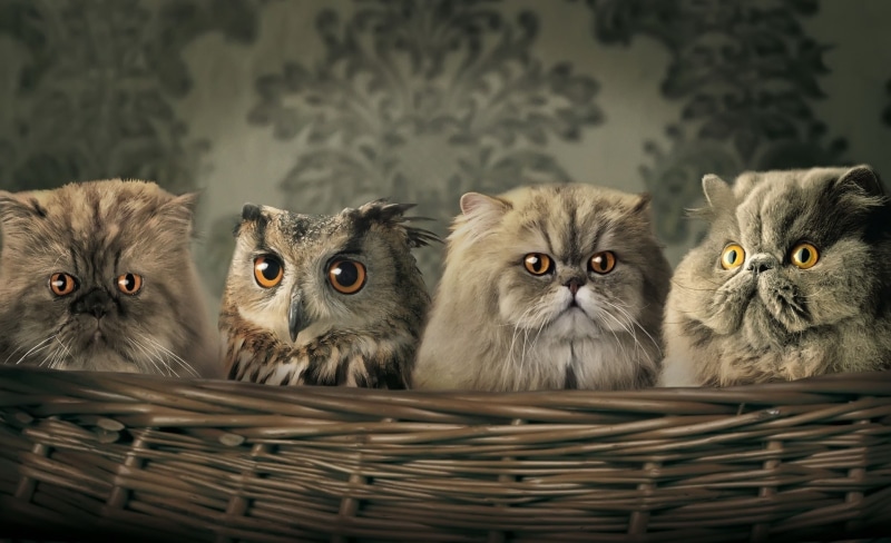1080P, feline, domestic animals, two animals, Funny, domestic cat, domestic, vertebrate, portrait, no people, wicker, owl, group of animals, pets, gray