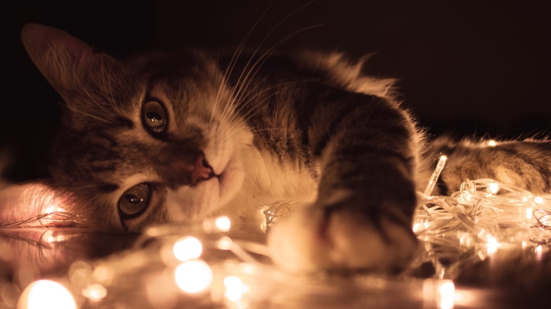 cat, kitten, fire, whiskers, close-up, baby, adorable, one animal, tabby, grey, candle, indoors, domestic animals, burning, looking, hair, no people, lying