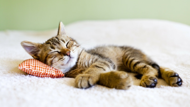 checked, sleep, checkered, paw, 4K, kitten, whiskers, cute, sleeping, tabby cat, pillow, domestic cat, fur, cat, short haired cat
