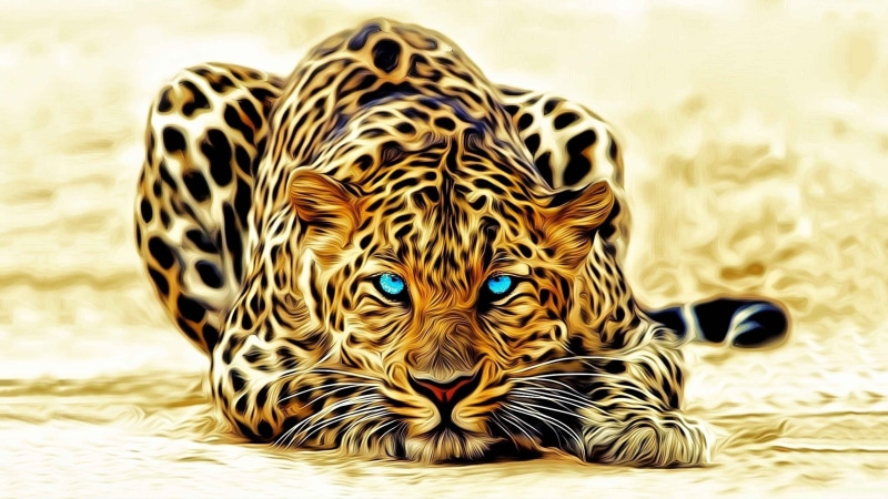 one animal, animal markings, animal body part, animal, looking at camera, no people, animals in the wild, animal head, animal wildlife, day, whisker, leopard 4k high resolution  for desktop  download