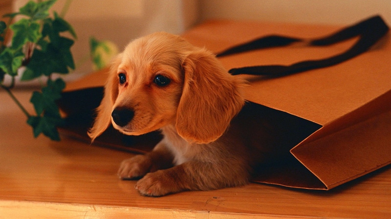mammal, cute, flooring, dachshund, handbag, little dog, dog, puppy, whiskers, puppy love, dog breed, bag, wirehaired dachshund, 4K